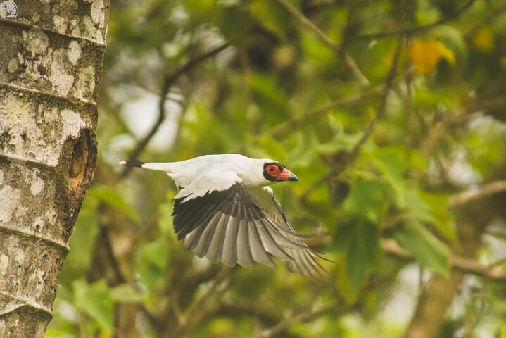 Monteverde birds watching and quetzal tour - Photo 1 of 12